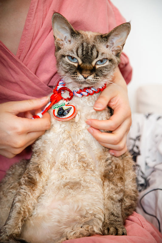 Person holding a cat with a red collar and tag, wearing a pink shirt.