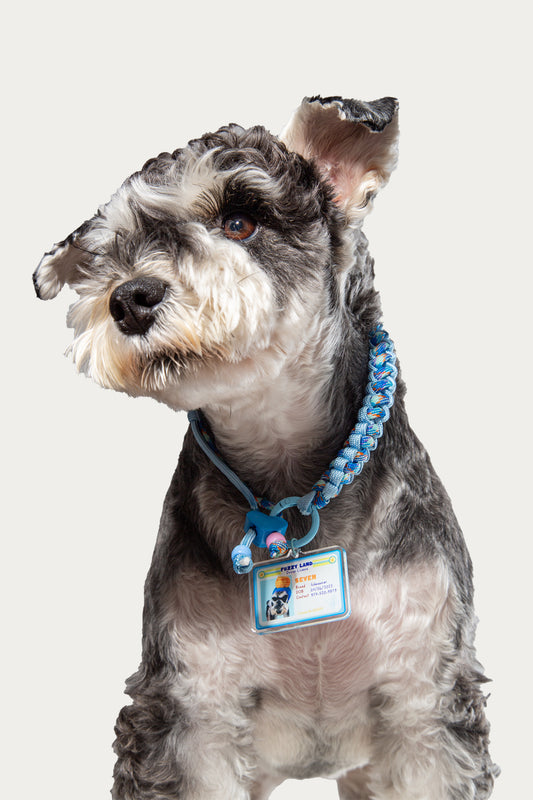 Dog wearing a blue collar with a tag on a white background