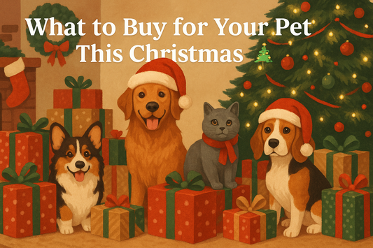 What to Buy for Your Pet This Christmas 🎄
