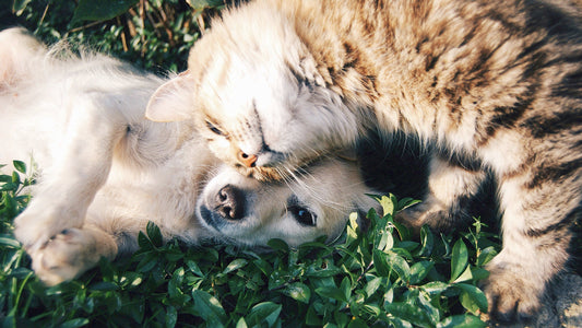 resident dog and new cat meeting with custom pet blanket present
