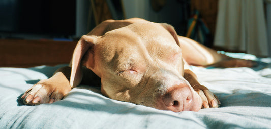 How to Tell If Your Dog Is Cold at Night — And How a Custom Pet  Blanket Can Help