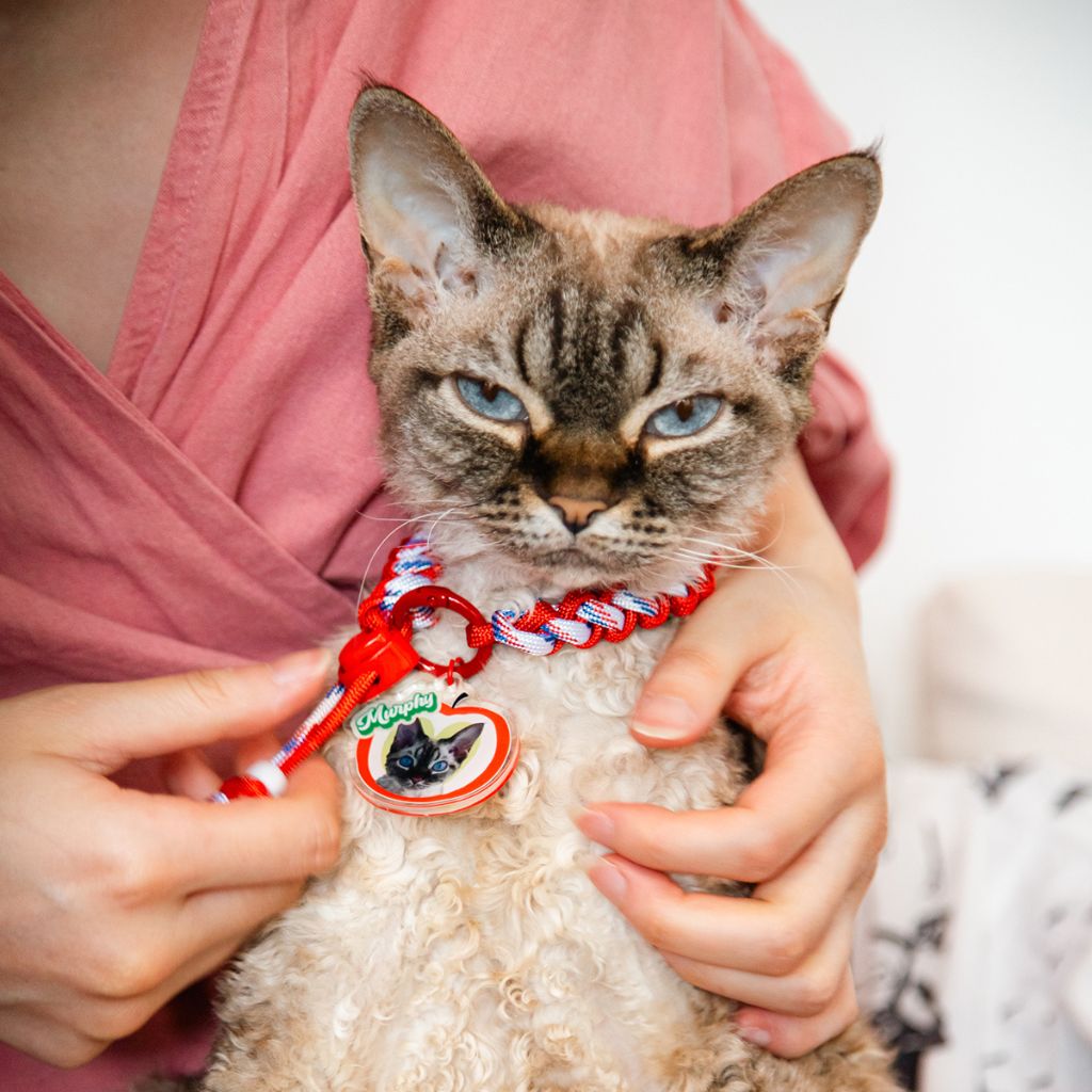 Custom Pet ID Tag with Name | Fruit-Shaped