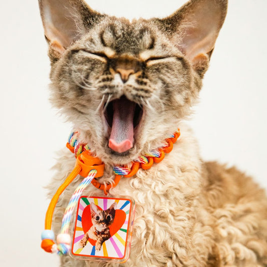 Custom Square Pet ID Tag with Name