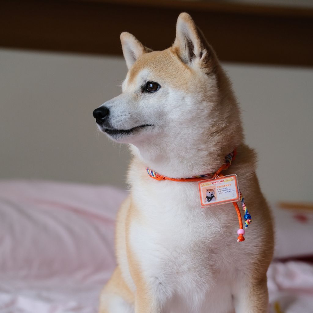 Custom Pet ID Tag with Name | Mini Driver’s License