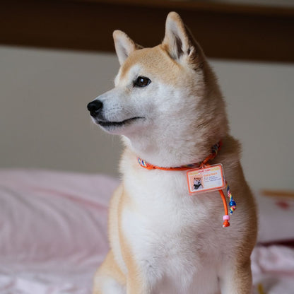 Custom Pet ID Tag with Name | Mini Driver’s License