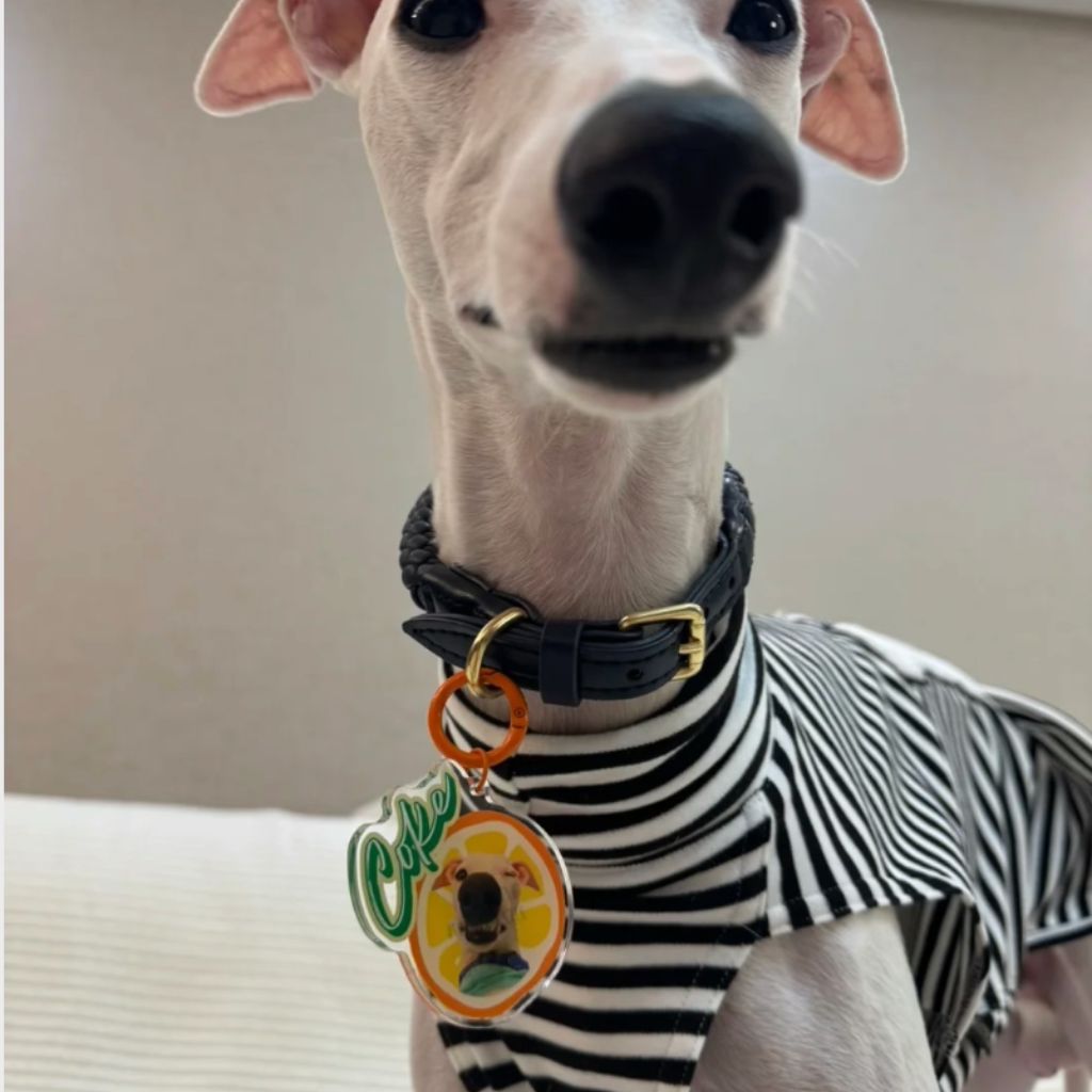 Custom Pet ID Tag with Name | Fruit-Shaped