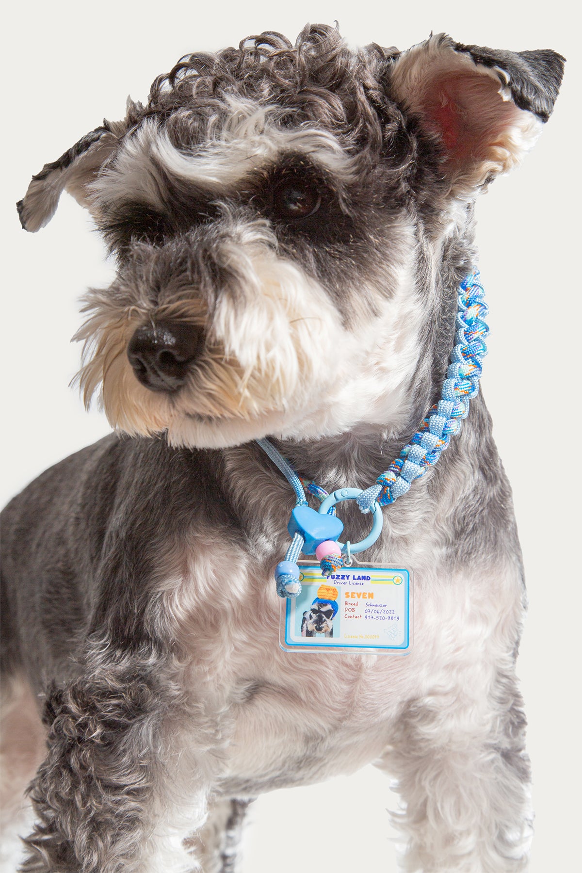 Dog wearing a blue collar with a tag on a white background