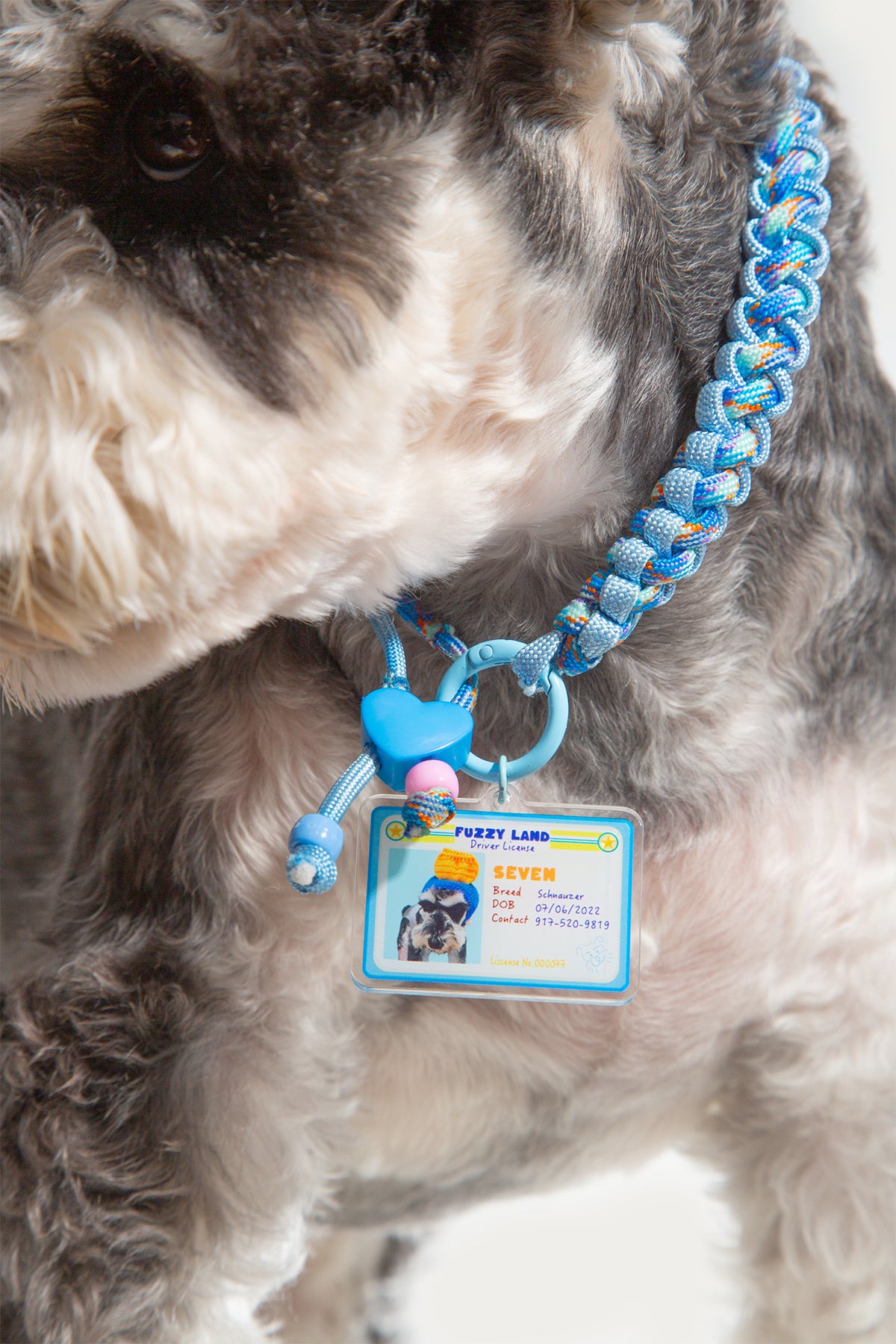 Dog wearing a blue collar with a tag and charm