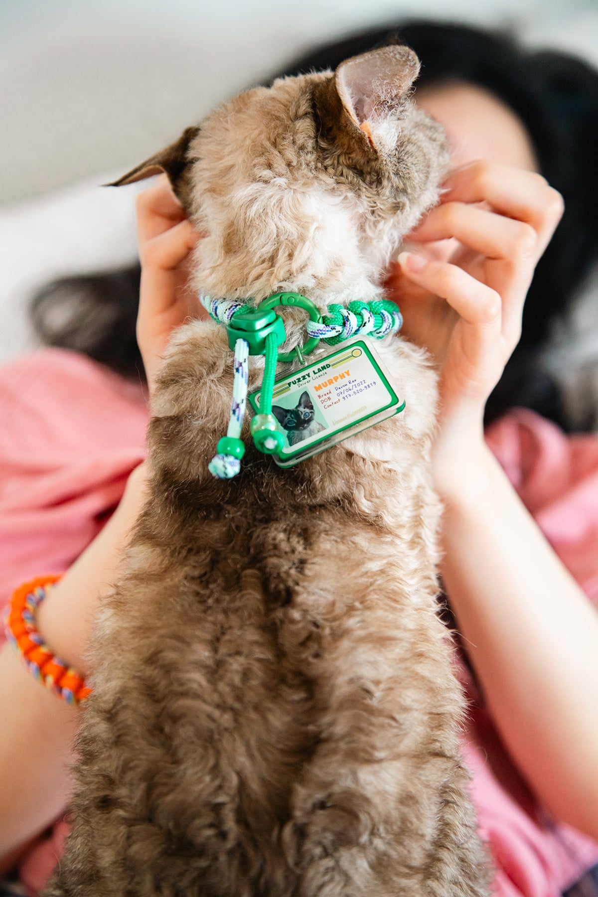 Person holding a small brown cat with a green tag, blurred background