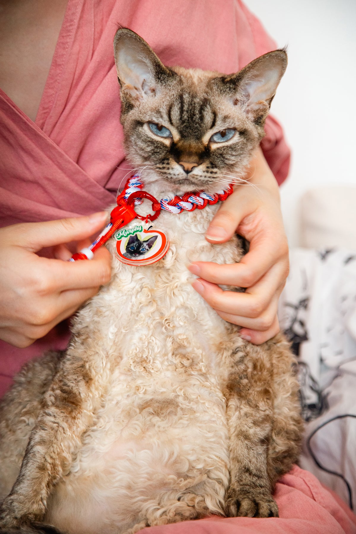 Person holding a cat with a red collar and tag, wearing a pink shirt.