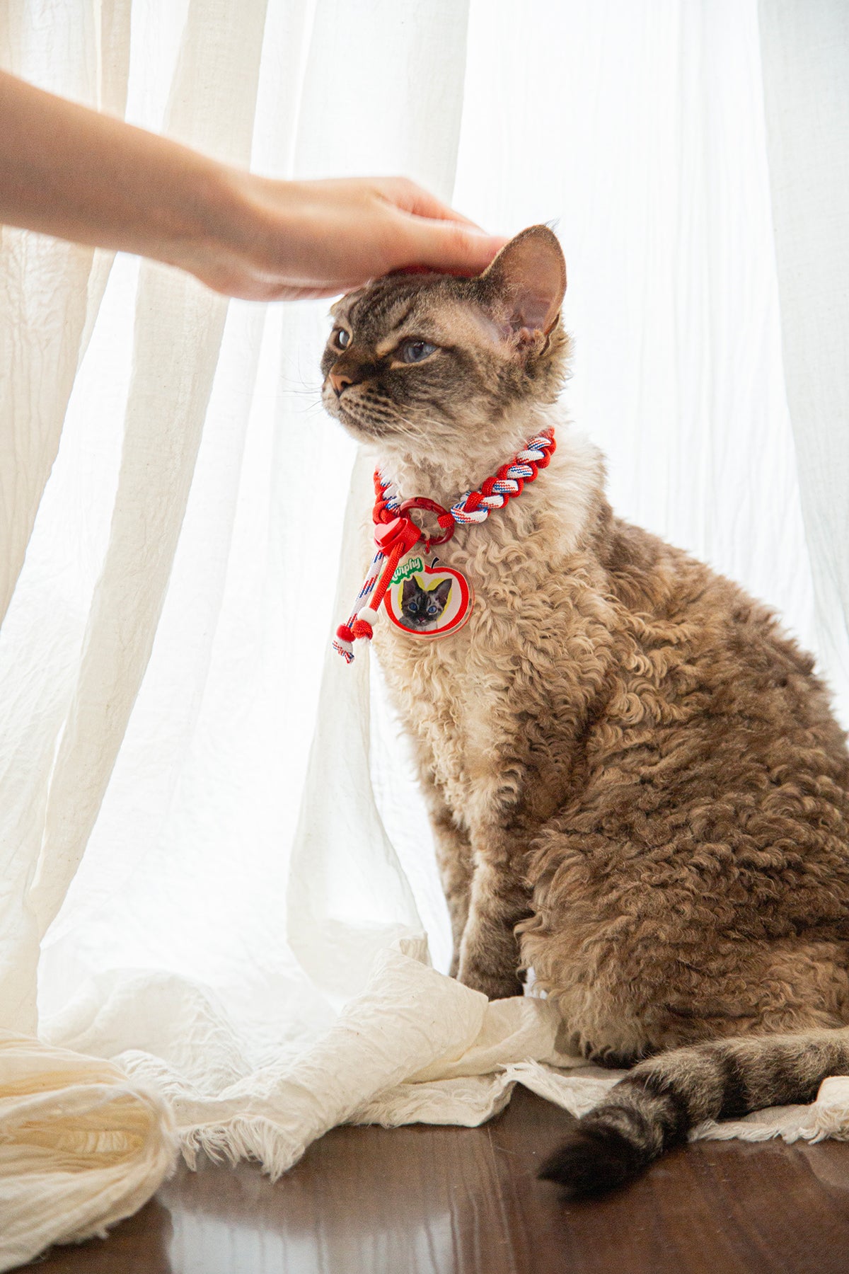 Cat wearing a red collar with a heart tag, sitting on a wooden floor with white curtains in the background.
