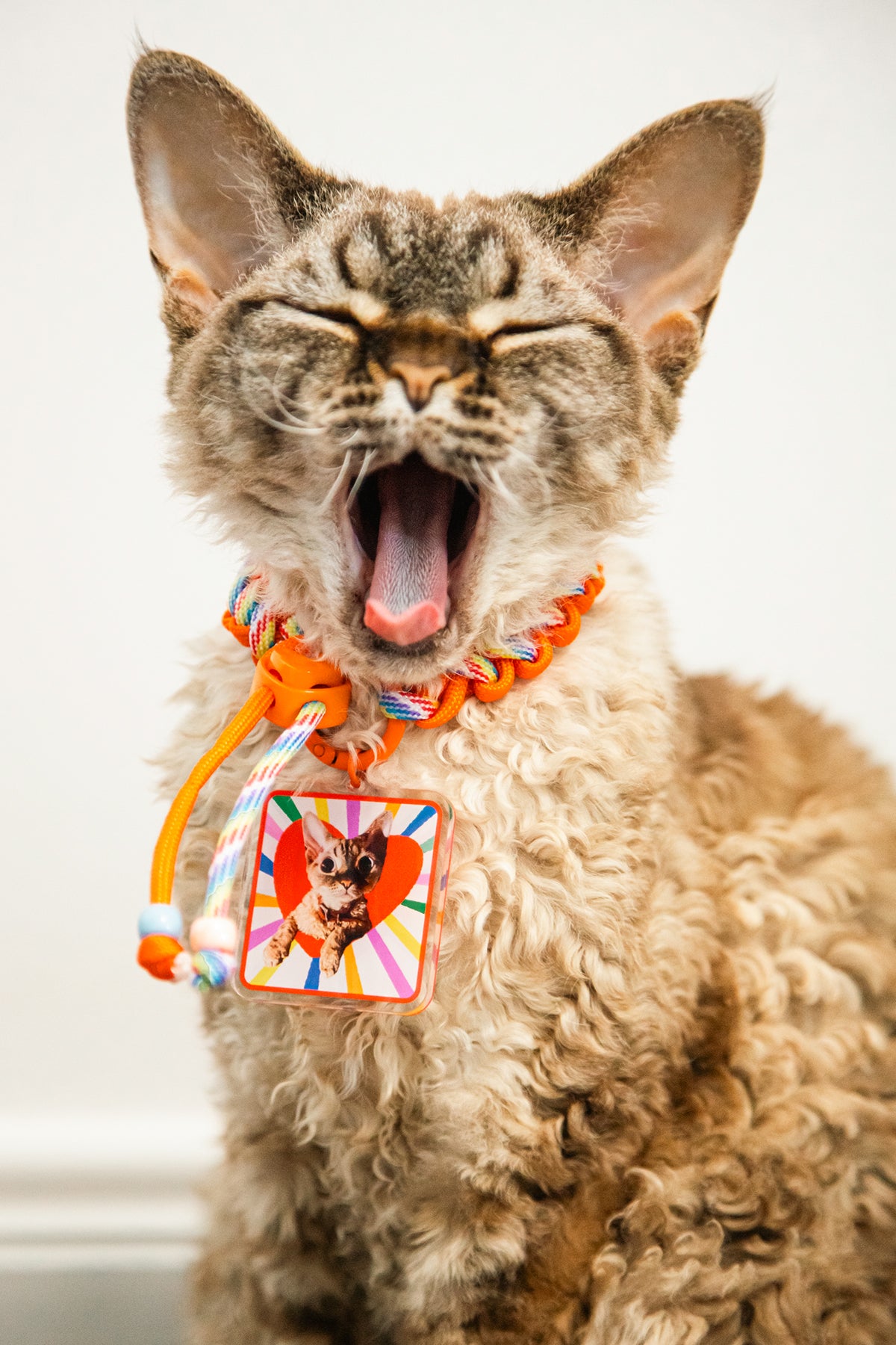 Cat with a colorful collar and tag yawning on a white background