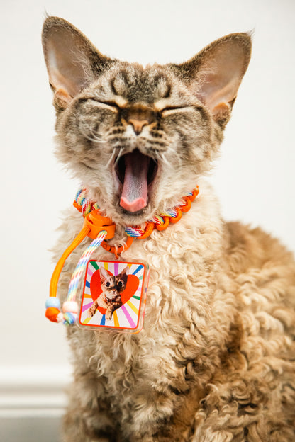 Cat with a colorful collar and tag yawning on a white background