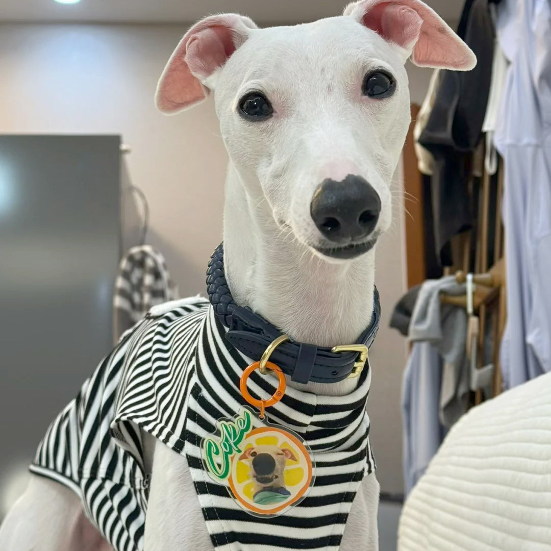 White dog wearing a black and white striped shirt with a collar in a room.